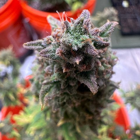 GSC growlog timeline photo