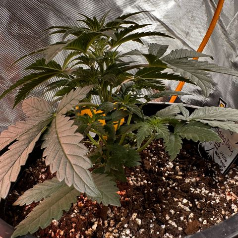 Mephisto’s Wedding  growlog timeline photo