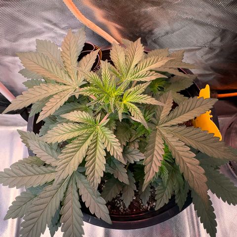 Mephisto’s Wedding  growlog timeline photo