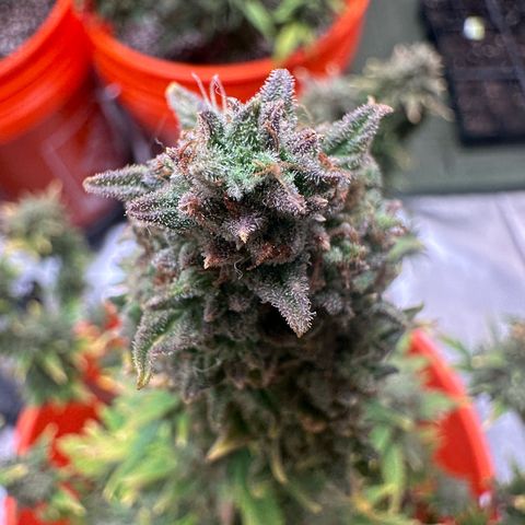 GSC growlog timeline photo