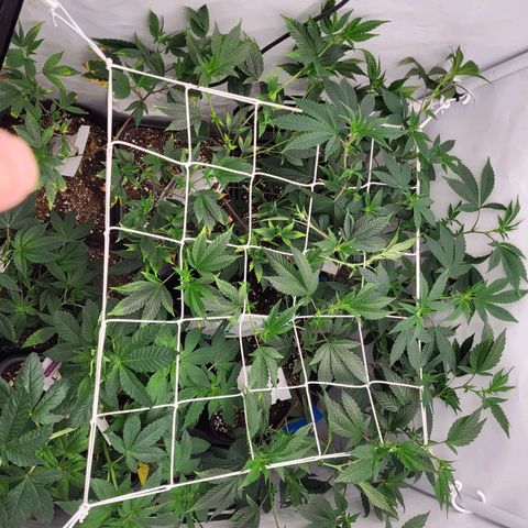 Bully kush growlog timeline photo