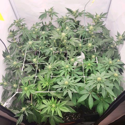 Bully kush growlog timeline photo