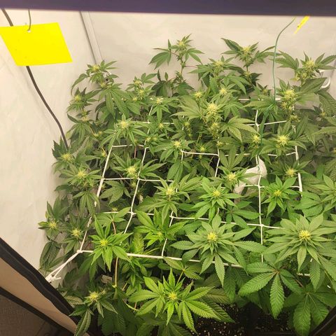 Bully kush growlog timeline photo