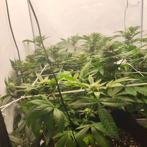 Bully kush growlog timeline photo