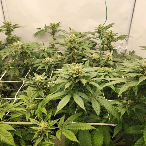Bully kush growlog timeline photo