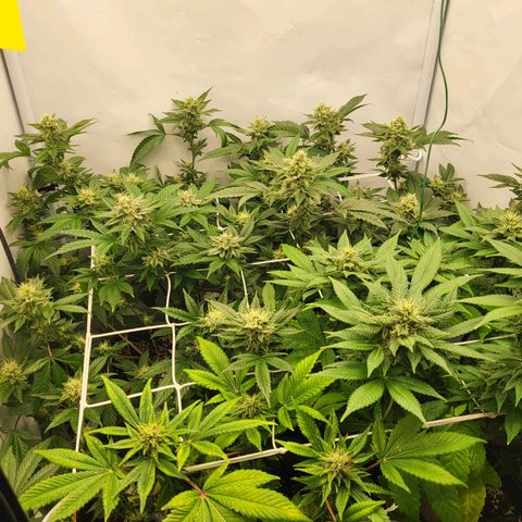Bully kush growlog timeline photo