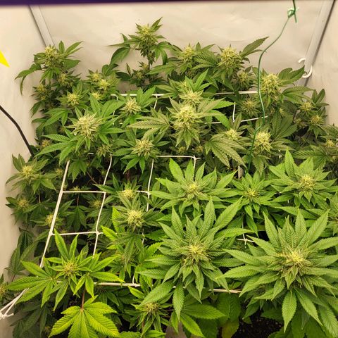 Bully kush growlog timeline photo