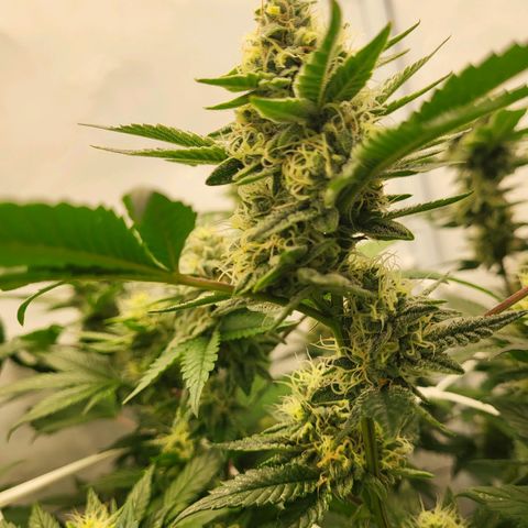 Bully kush growlog timeline photo