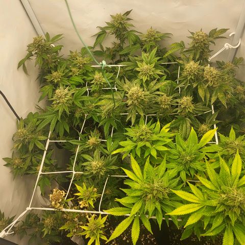 Bully kush growlog timeline photo