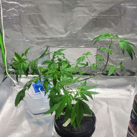 Moby Dick growlog timeline photo