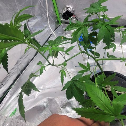 Moby Dick growlog timeline photo
