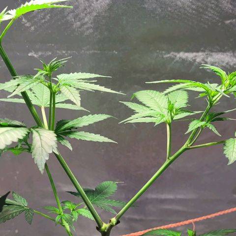 Moby Dick growlog timeline photo
