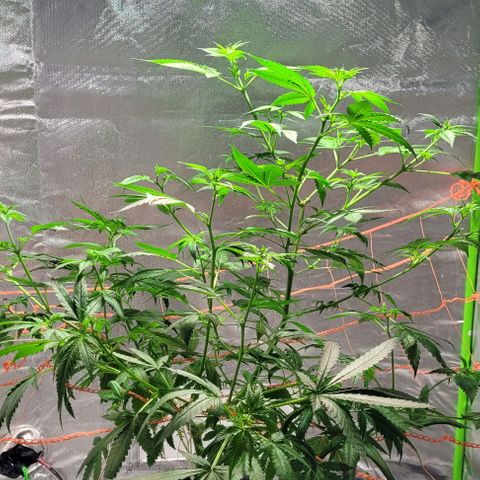 Moby Dick growlog timeline photo