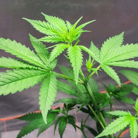 Moby Dick growlog timeline photo