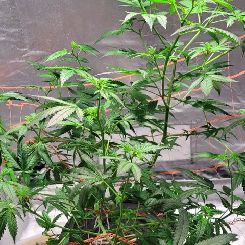 Moby Dick growlog timeline photo