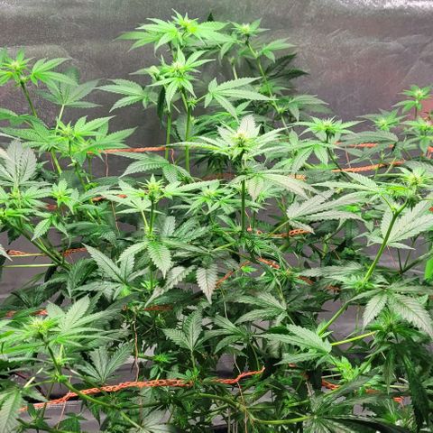Moby Dick growlog timeline photo