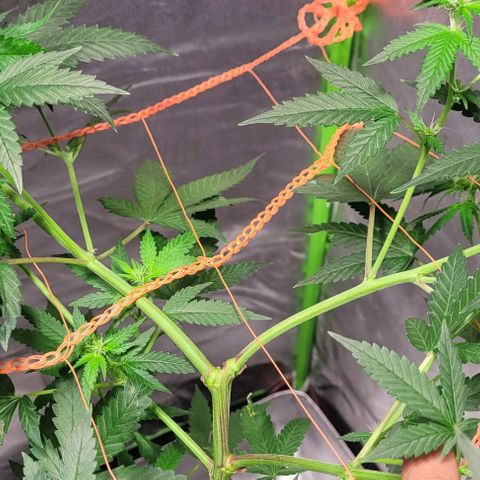Moby Dick growlog timeline photo