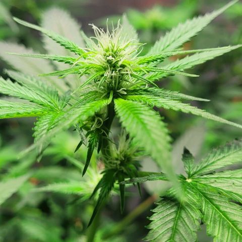 Moby Dick growlog timeline photo