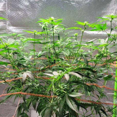 Moby Dick growlog timeline photo