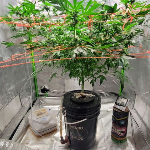 Moby Dick growlog timeline photo