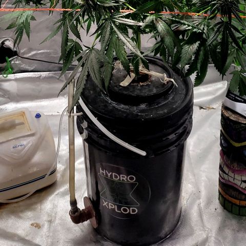 Moby Dick growlog timeline photo
