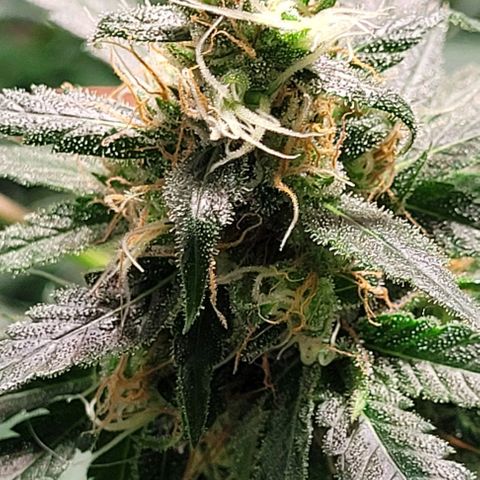 Moby Dick growlog timeline photo