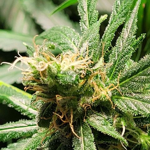 Moby Dick growlog timeline photo