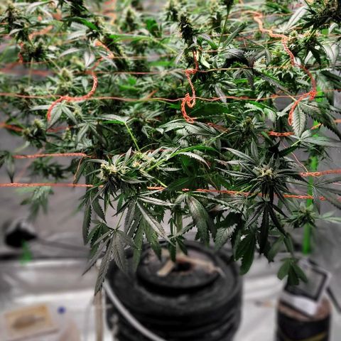 Moby Dick growlog timeline photo