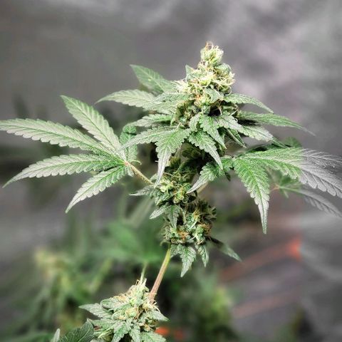 Moby Dick growlog timeline photo