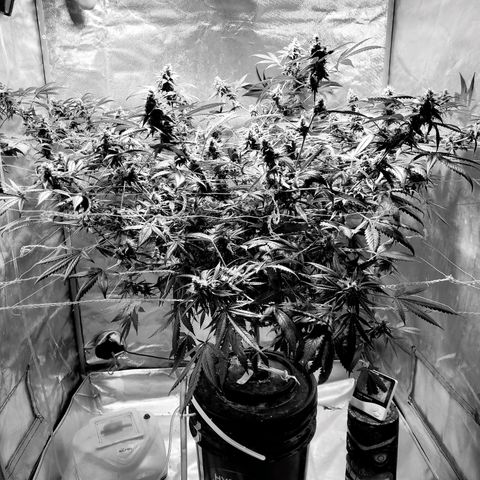 Moby Dick growlog timeline photo