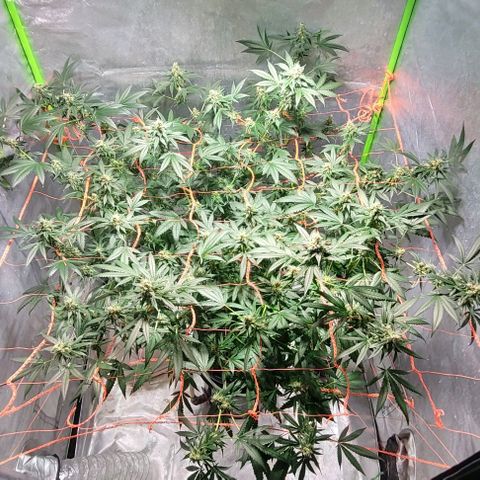 Moby Dick growlog timeline photo