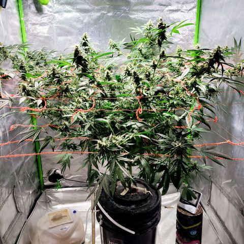 Moby Dick growlog timeline photo