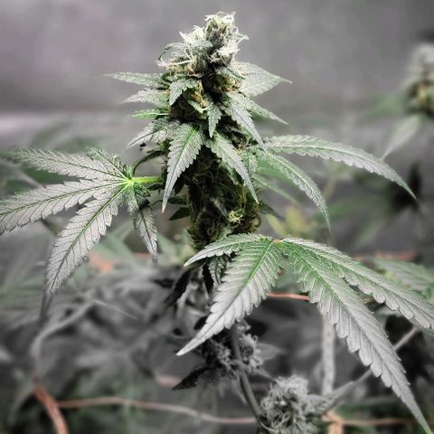Moby Dick growlog timeline photo