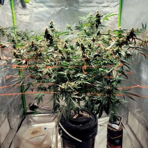 Moby Dick growlog timeline photo