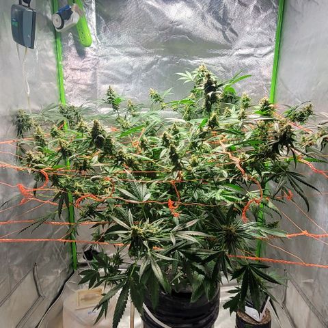 Moby Dick growlog timeline photo