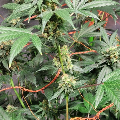 Moby Dick growlog timeline photo