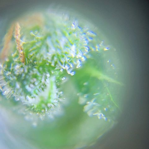 Moby Dick growlog timeline photo