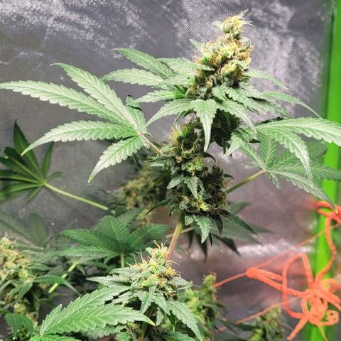 Moby Dick growlog timeline photo