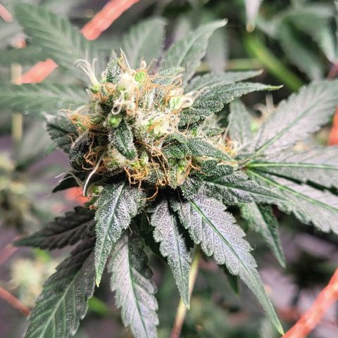 Moby Dick growlog timeline photo