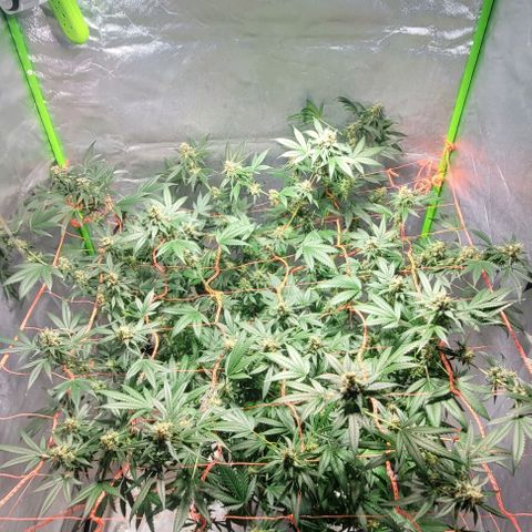 Moby Dick growlog timeline photo