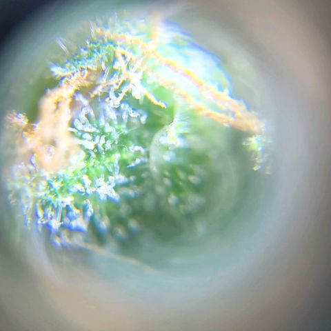 Moby Dick growlog timeline photo