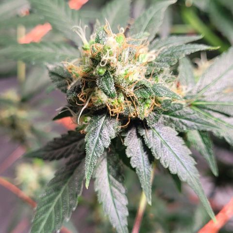 Moby Dick growlog timeline photo