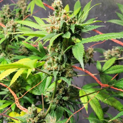 Moby Dick growlog timeline photo