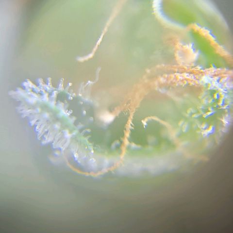 Moby Dick growlog timeline photo