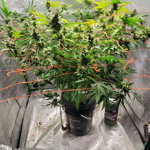 Moby Dick growlog timeline photo