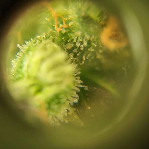 Moby Dick growlog timeline photo