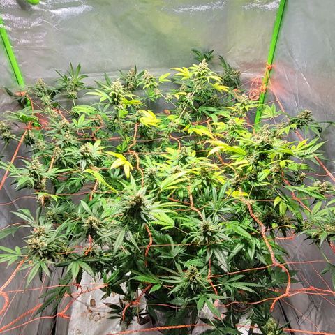 Moby Dick growlog timeline photo