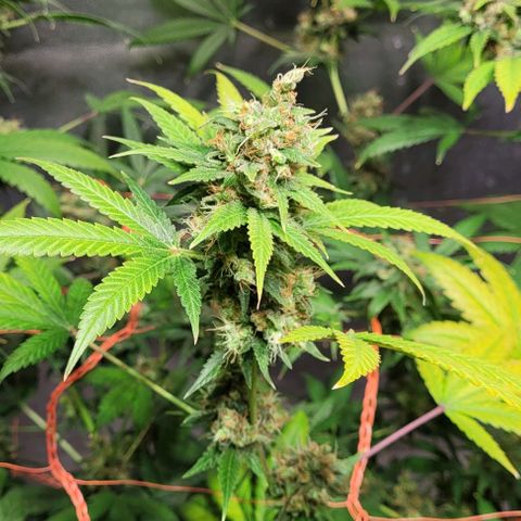 Moby Dick growlog timeline photo