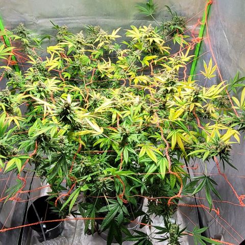 Moby Dick growlog timeline photo