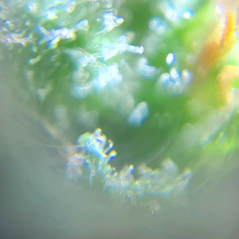Moby Dick growlog timeline photo